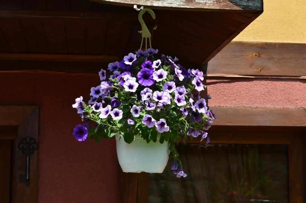 Guest House Zlatniyat Telets コプリフシティツァ エクステリア 写真